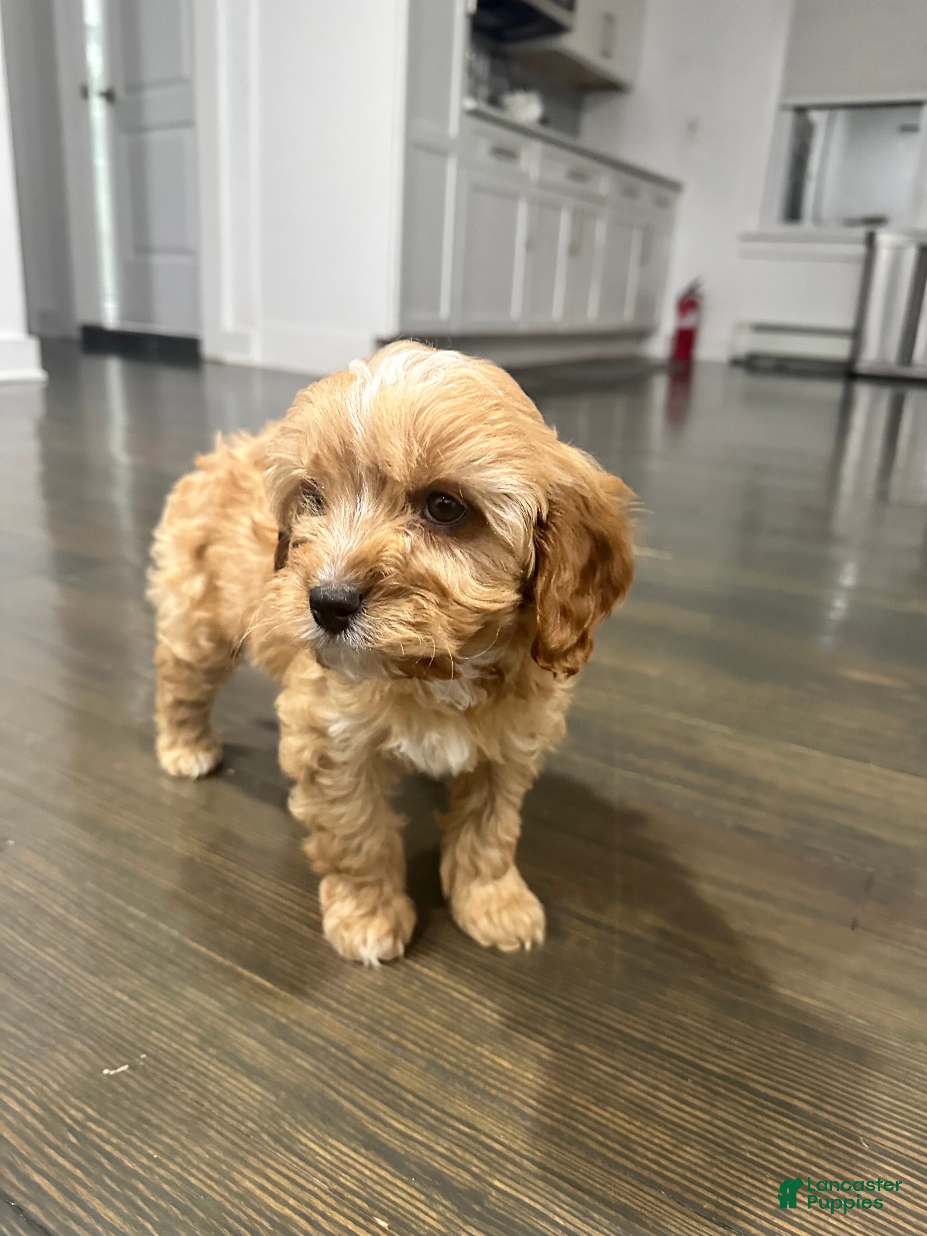 Mixed Breed dogs Maverick - Ad 1