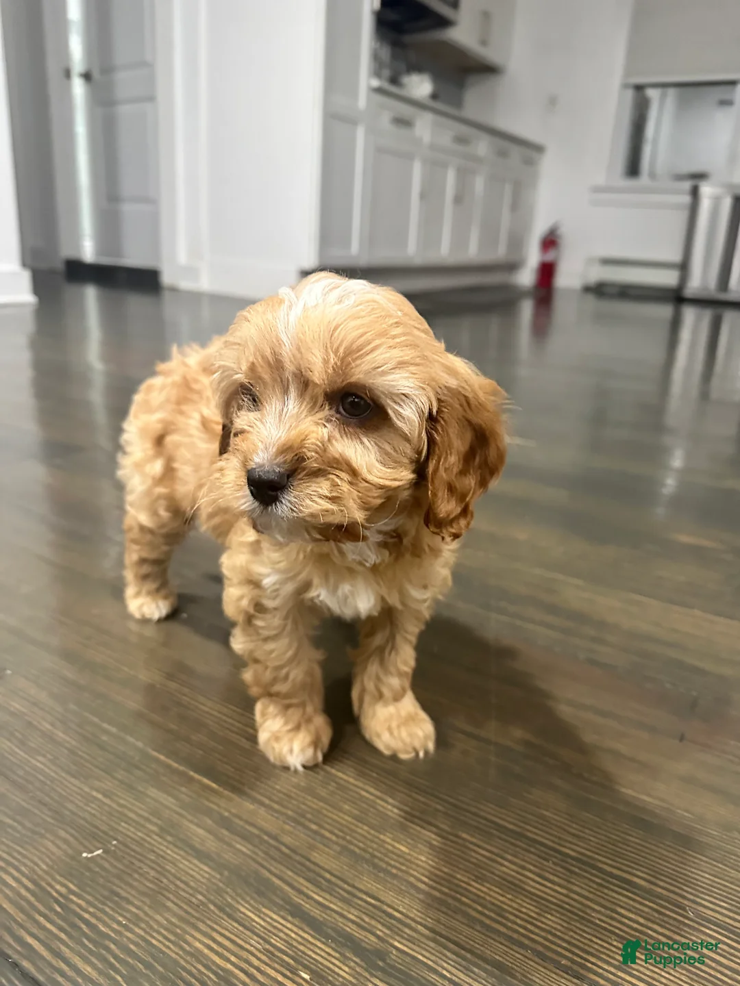 Mixed Breed dogs for stud: Maverick - Ad 1