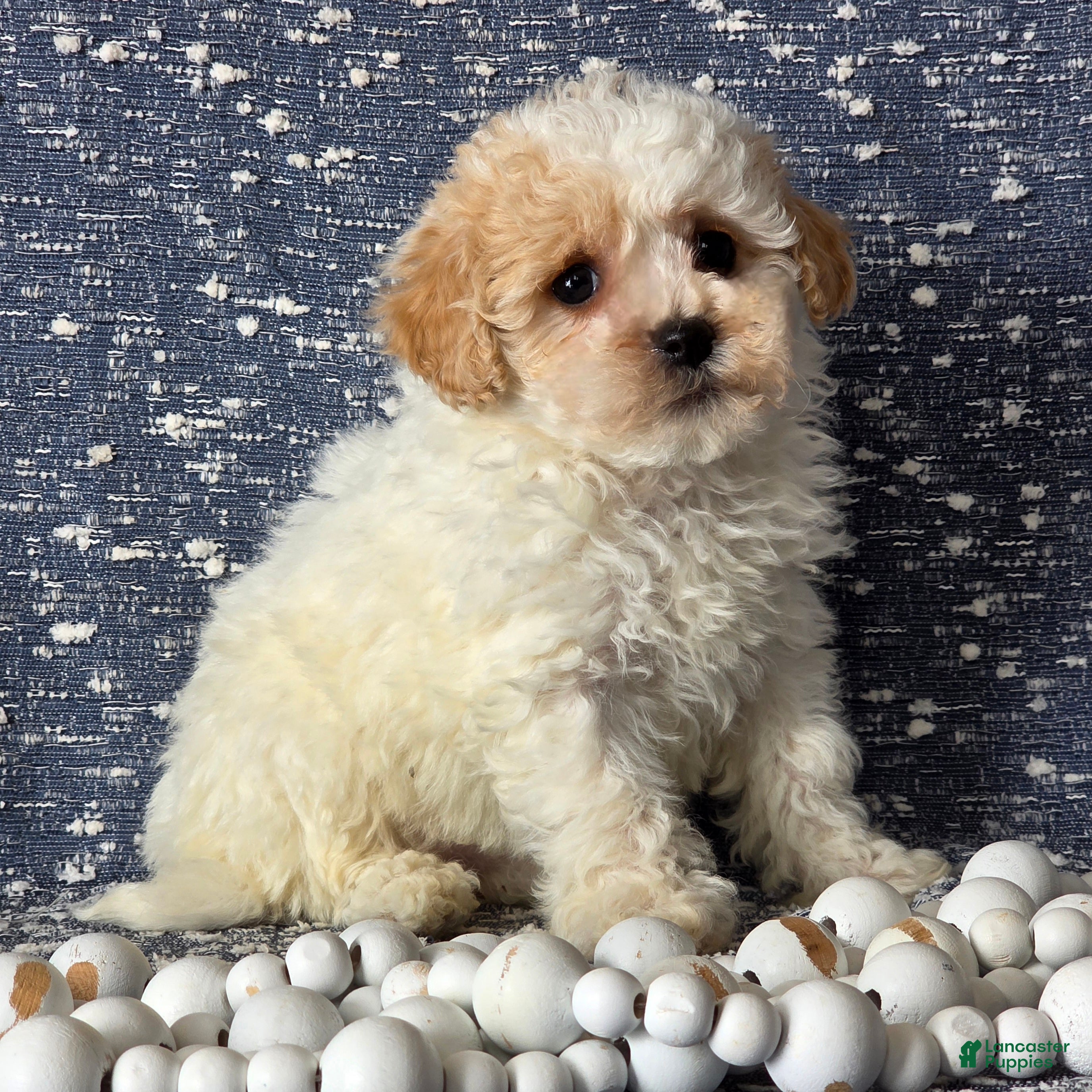 Bichpoo dogs Barbie - Ad 30