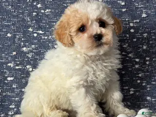 Bichpoo dogs Barbie - Ad 30