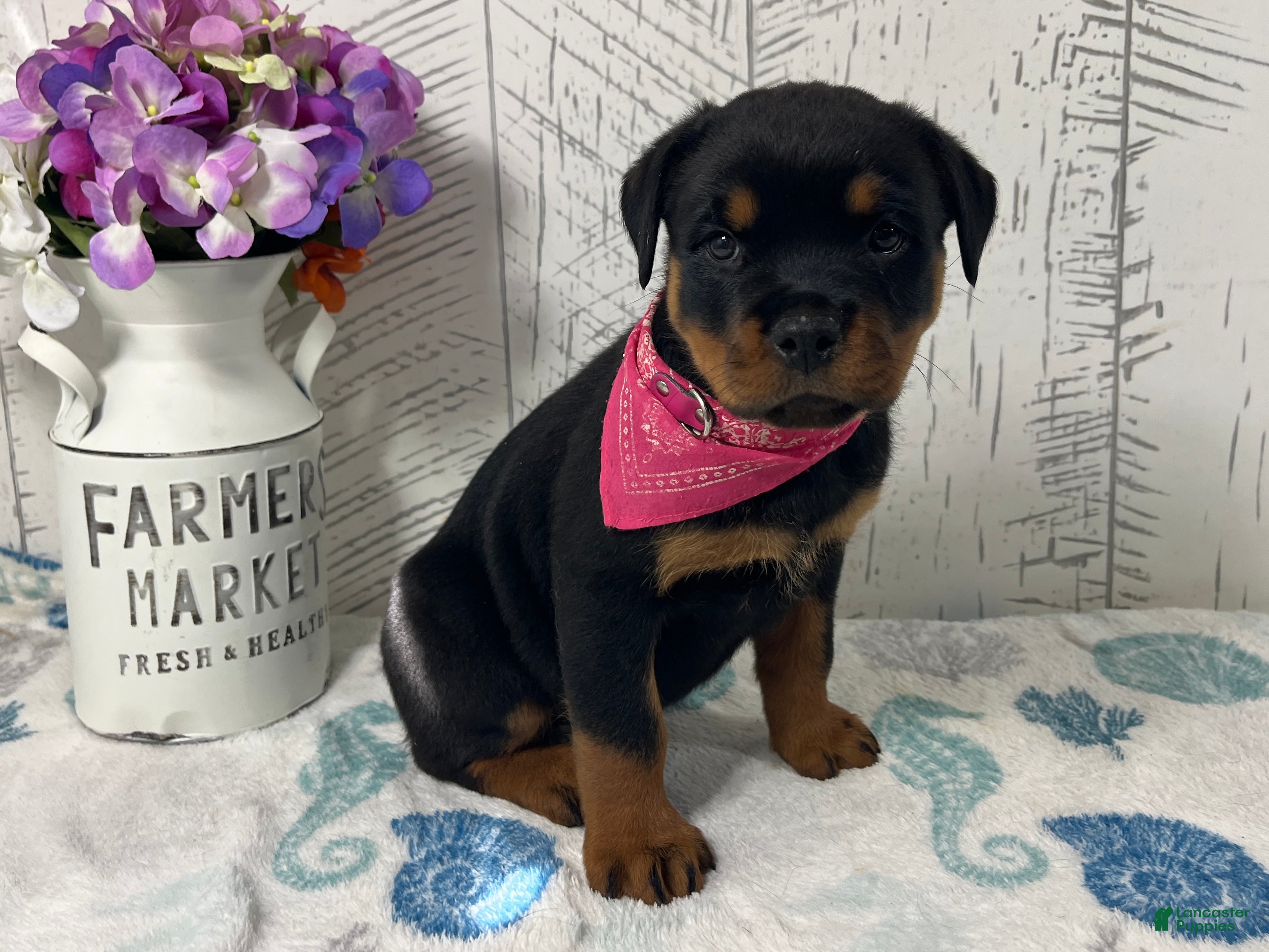 Rottweiler dogs Dora - Ad 2