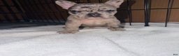 French Bulldog dogs for sale: Diesel - Ad 5