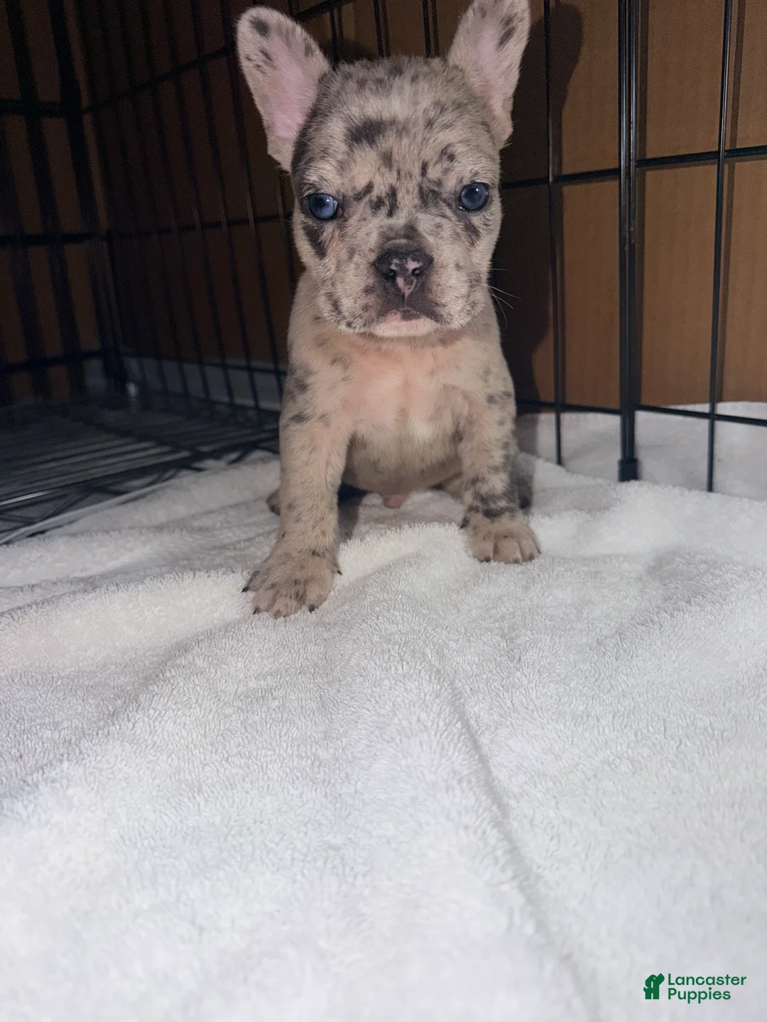 French Bulldog dogs for sale: Diesel - Ad 2