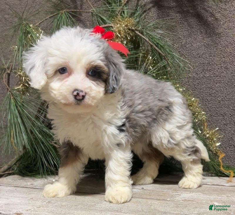 Mini Bernedoodle dogs Sugar - Ad 12