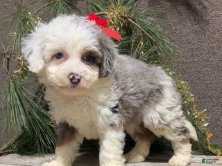 Mini Bernedoodle dogs Sugar - Ad 12
