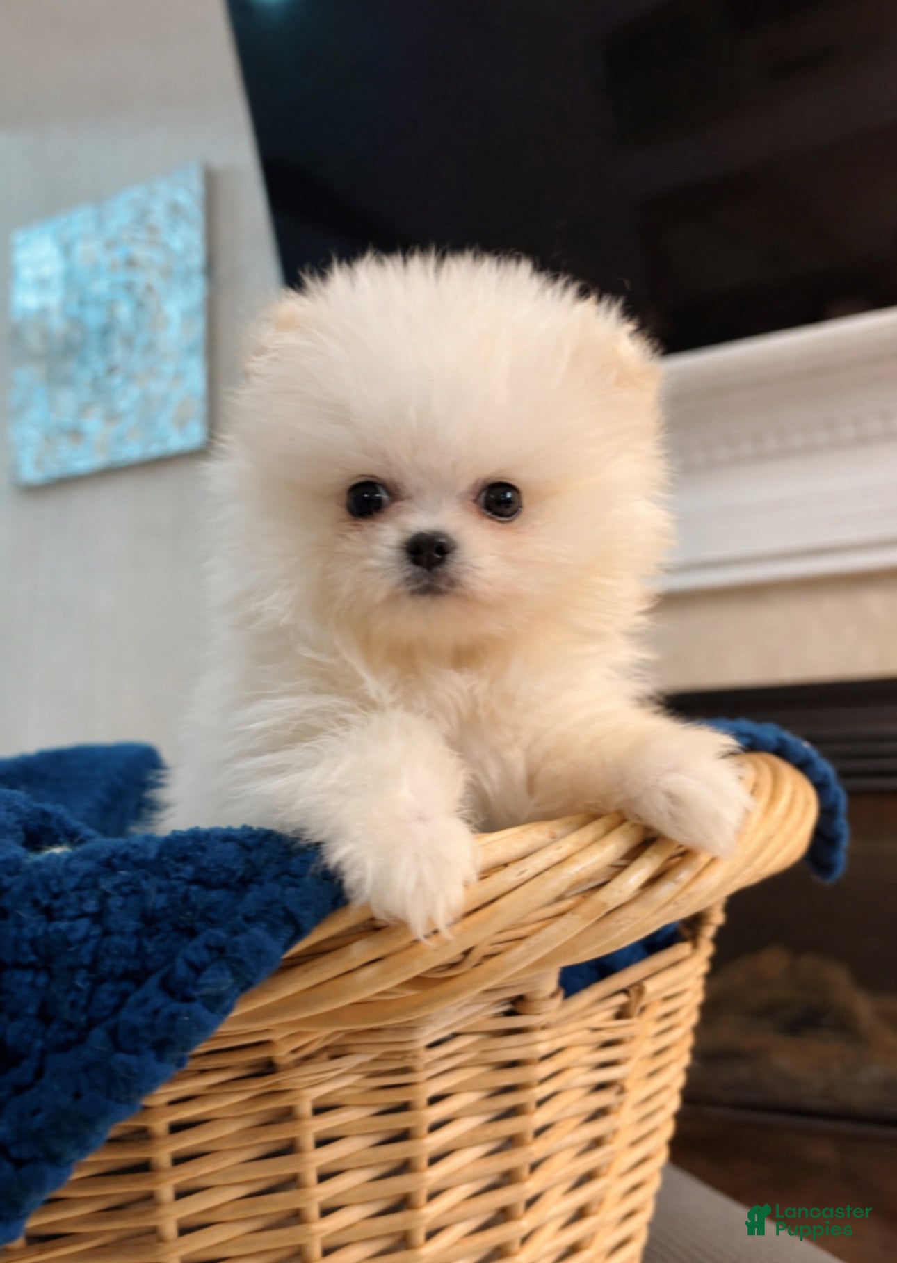 Pomeranian dogs Pomeranian Puppy 2 - Ad 1