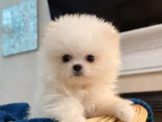 Pomeranian dogs Pomeranian Puppy 2 - Ad 1