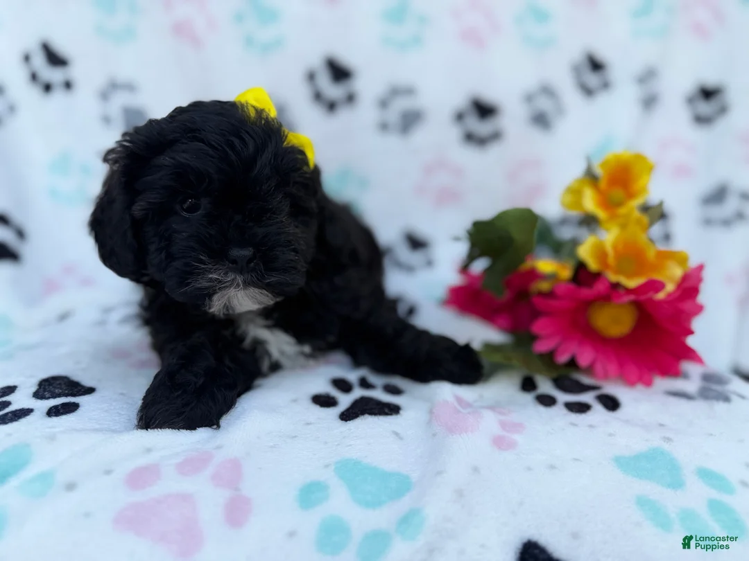 Shihpoo dogs for sale: Nelly - Ad 2