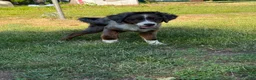 Mini Bernedoodle dogs for sale: Mini Bernedoodle 1 - Ad 2