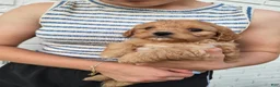 Cavapoo dogs for sale: Knox - Ad 4