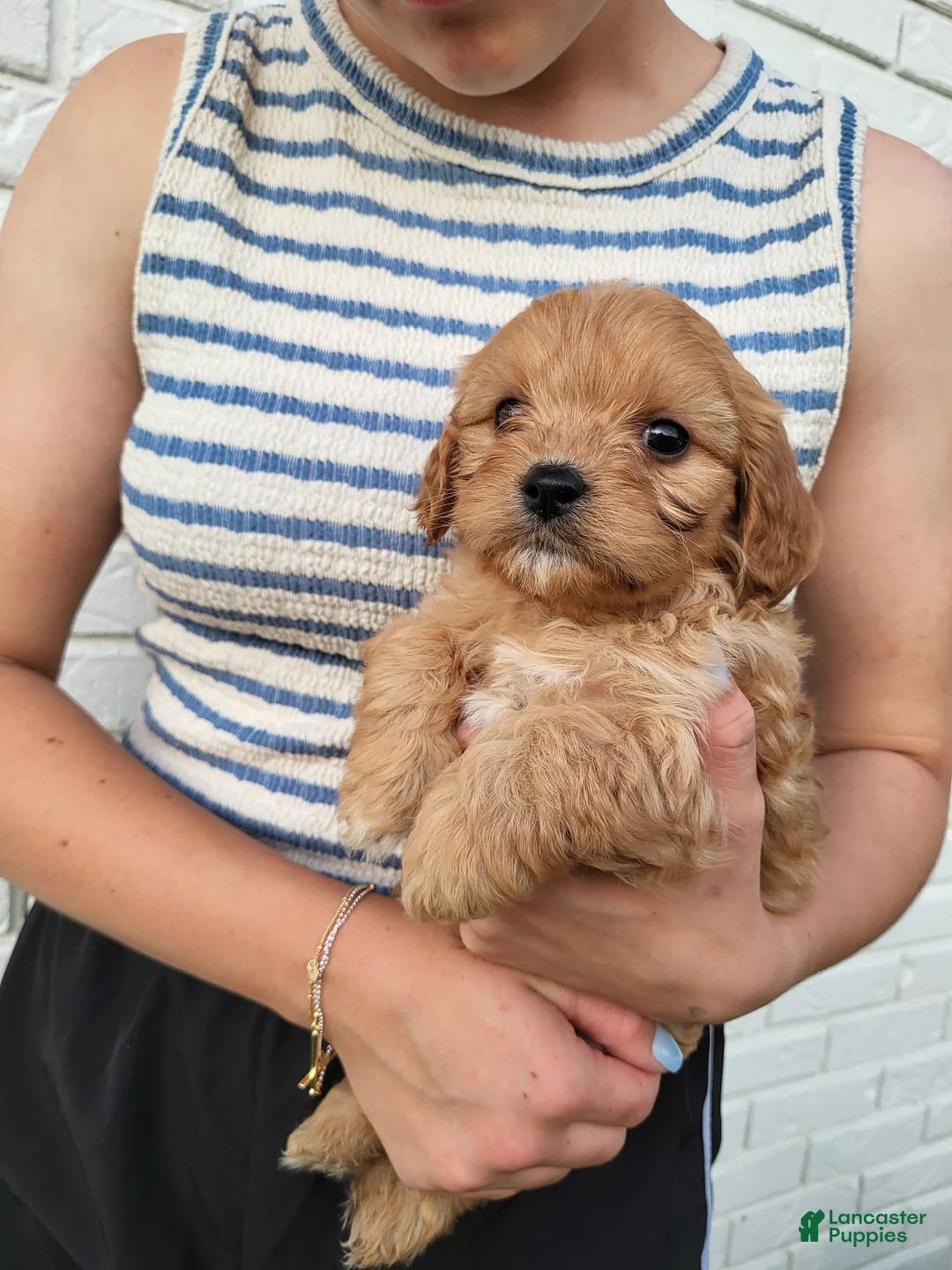 Cavapoo dogs for sale: Knox - Ad 4
