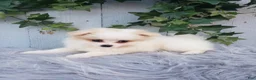 Pomeranian dogs for sale: Sage  - Ad 7
