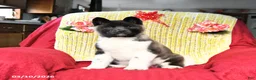 Akita dogs for sale: Twinkle Special Needs - Ad 3