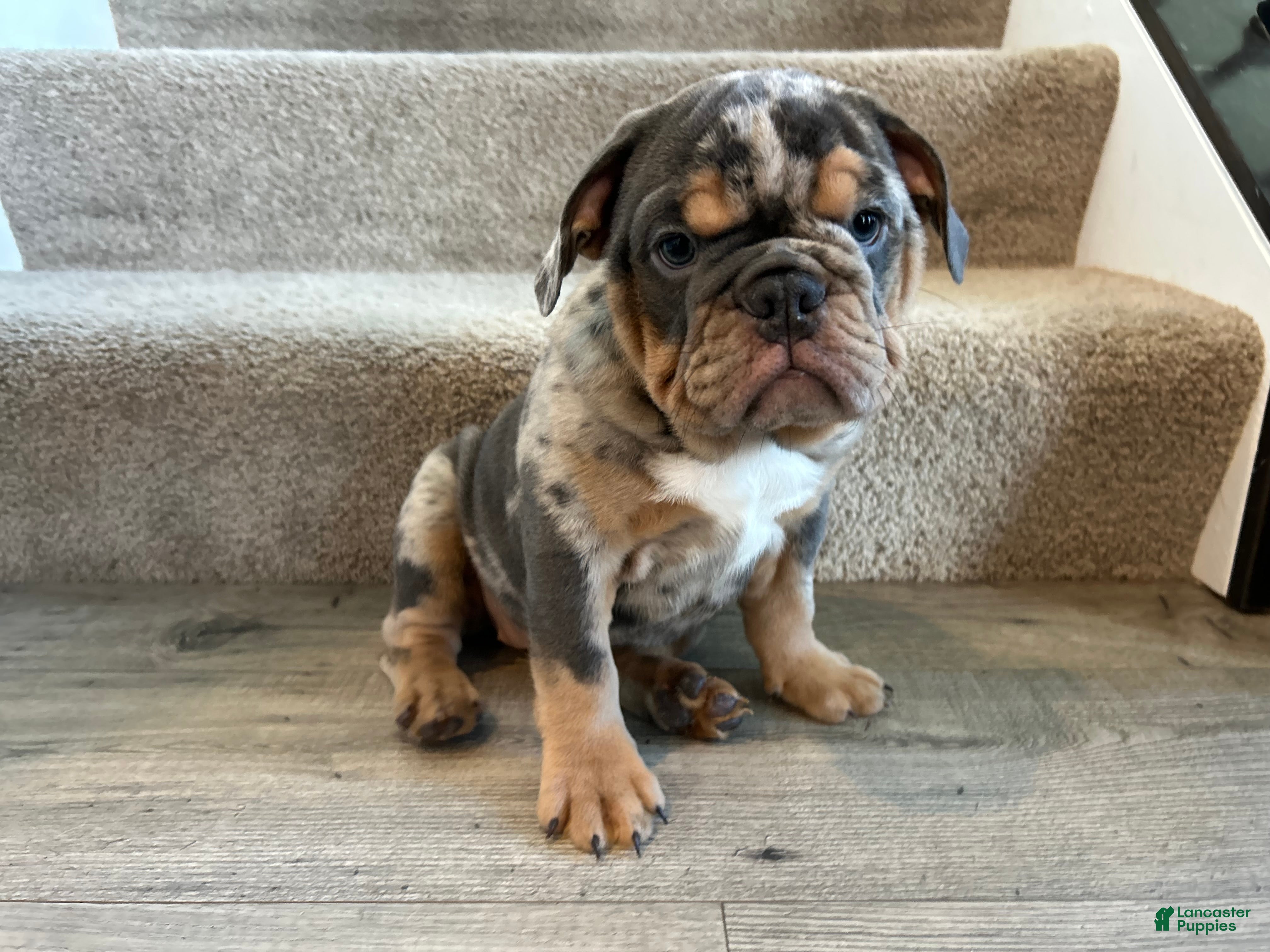 English Bulldog dogs Mable - Ad 1