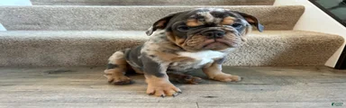 Mable