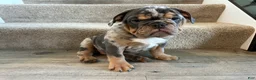 English Bulldog dogs for sale: Mable - Ad 1
