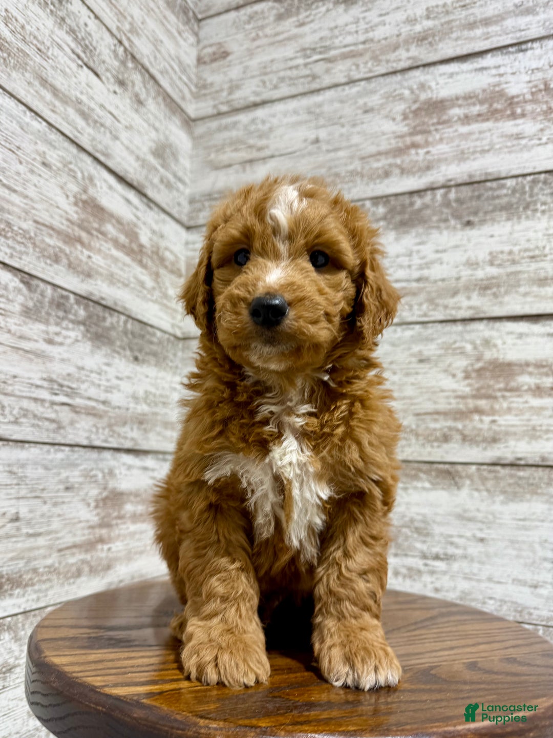 Mini Goldendoodle dogs for sale: Cole - Ad 9