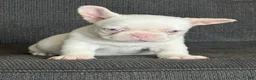 French Bulldog dogs for sale: Pink Bella - Ad 9