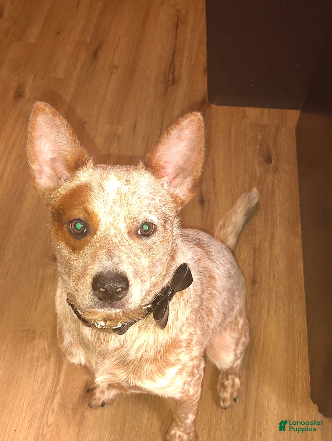 Australian Cattle Dog dogs for stud: STUD SERVICE $500 - Ad 7
