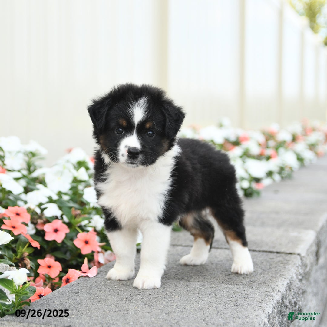 Miniature Australian Shepherd dogs for sale: Forrest - Ad 2