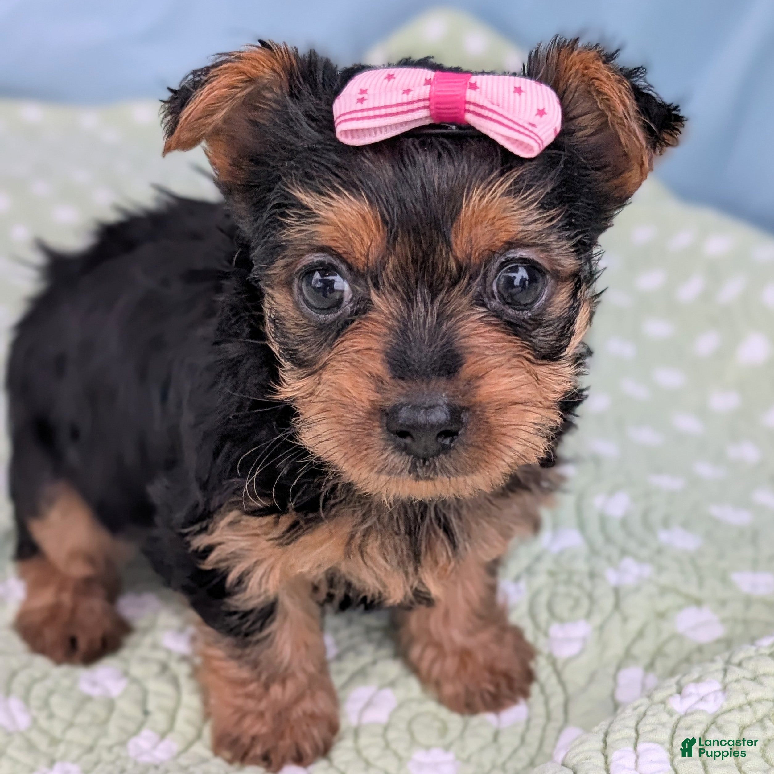 Yorkshire Terrier dogs Sugar Cookie - Ad 42