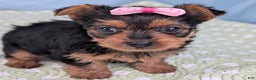 Yorkshire Terrier dogs for sale: Sugar Cookie - Ad 1