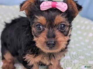 Yorkshire Terrier dogs Sugar Cookie - Ad 33