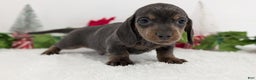 Miniature Dachshund dogs for sale: Xavier - Ad 5