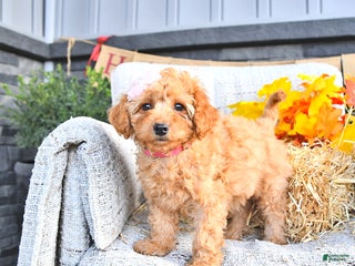 Cavapoo dogs - Ad 38