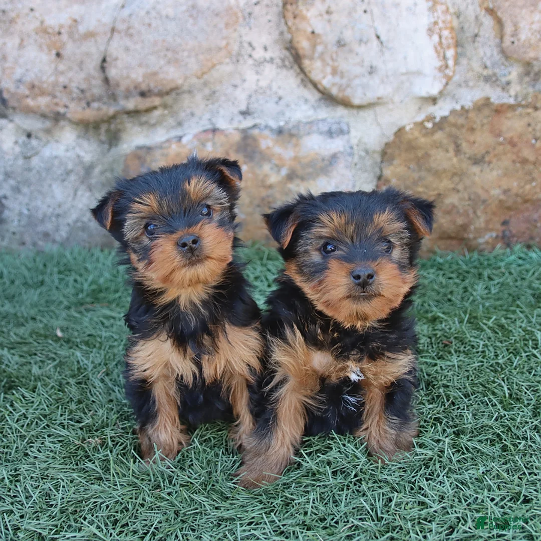 Yorkshire Terrier dogs for sale: Asher - Ad 3