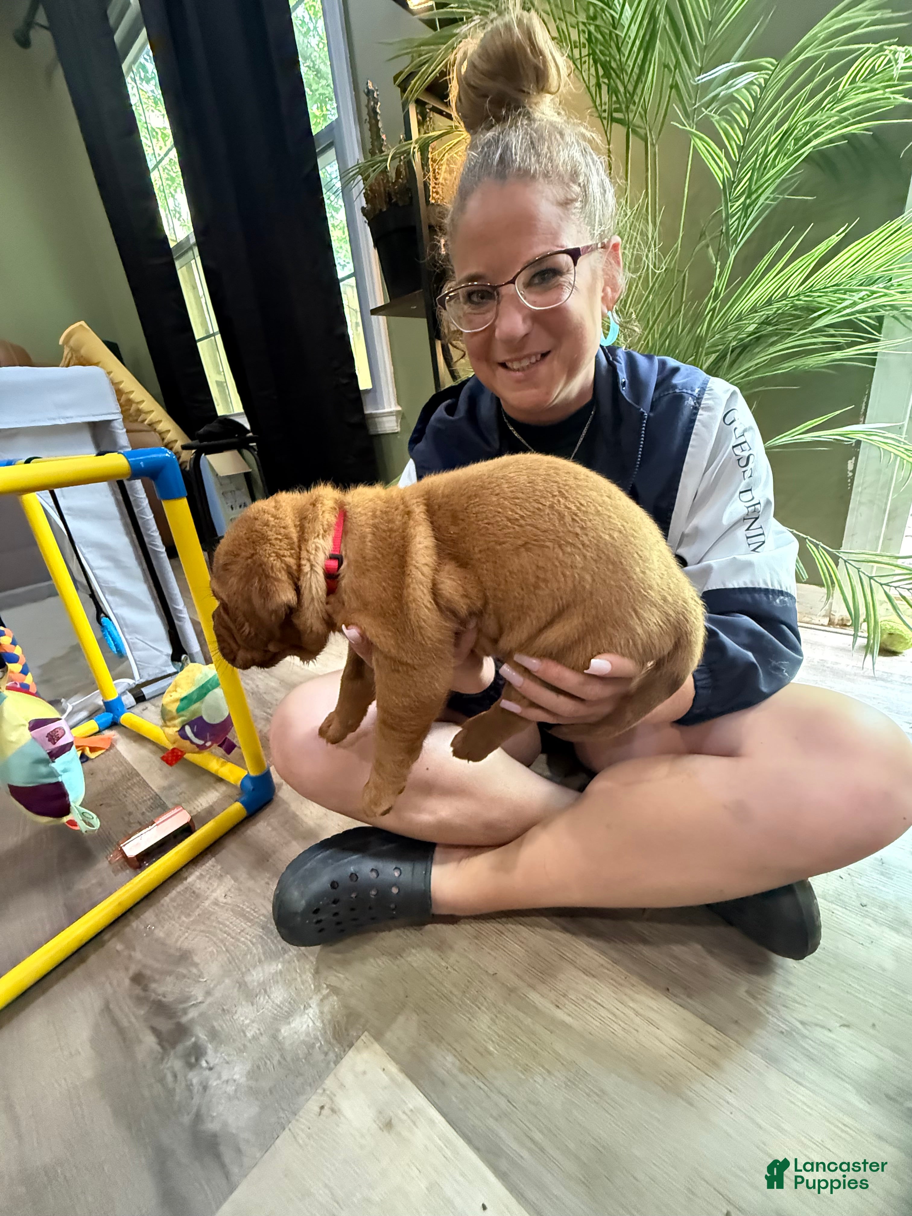 Dogue De Bordeaux dogs Dogue De Bordeaux Puppy 2 color pink - Ad 2