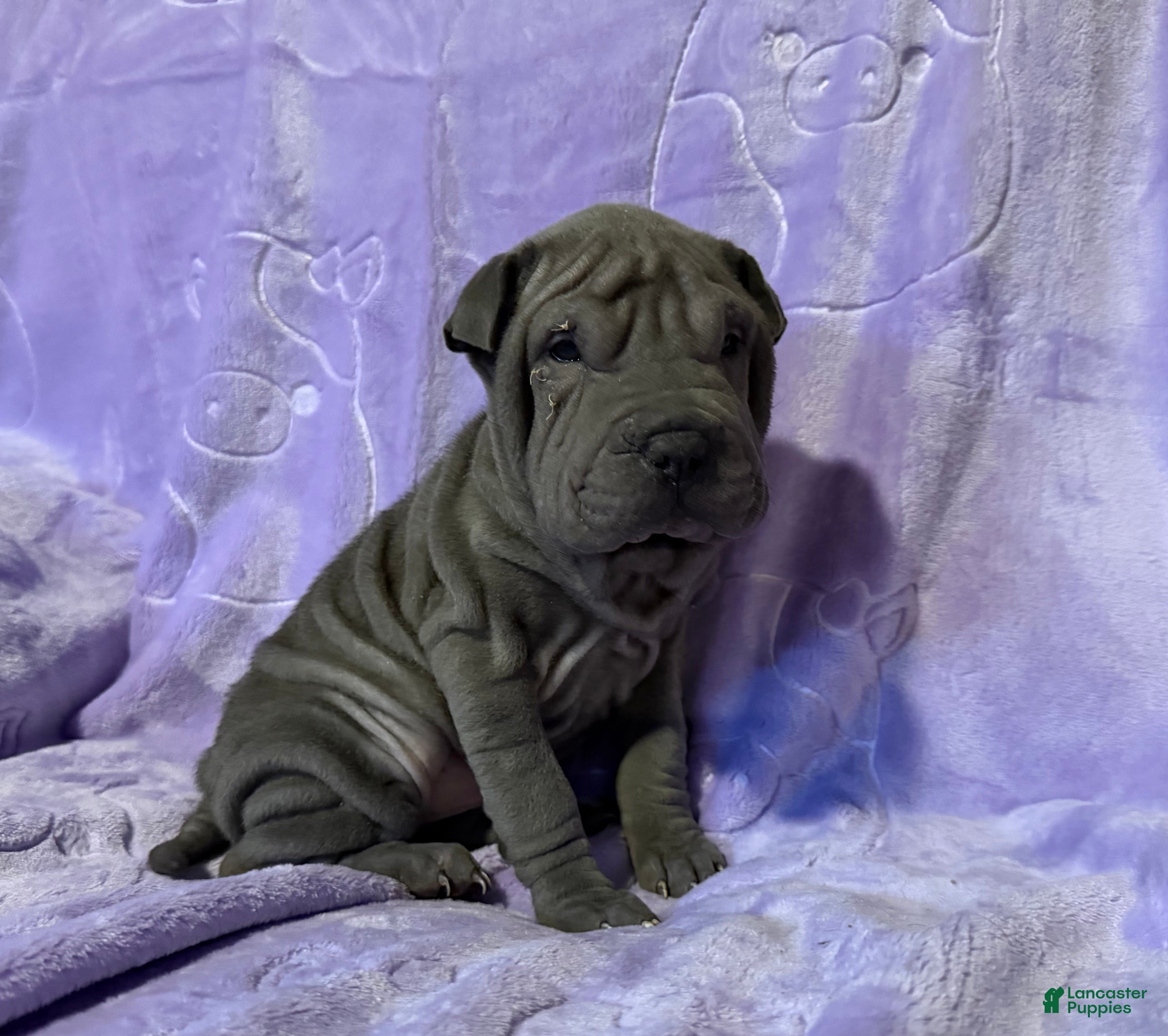 Shar Pei dogs Aurora - Ad 1