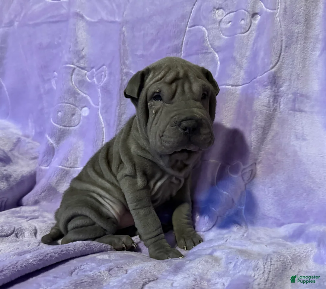 Shar Pei dogs for sale: Aurora - Ad 1