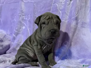 Shar Pei dogs Aurora - Ad 1