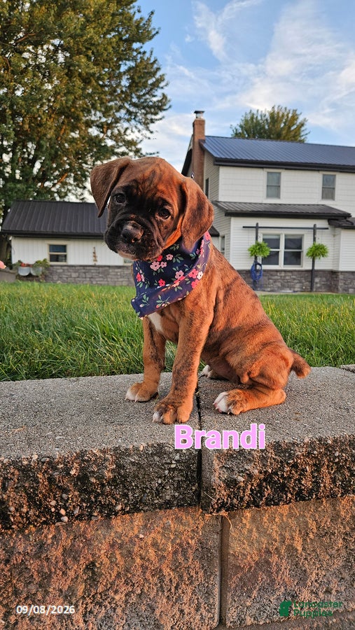 Boxer dogs Brandi - Ad 1