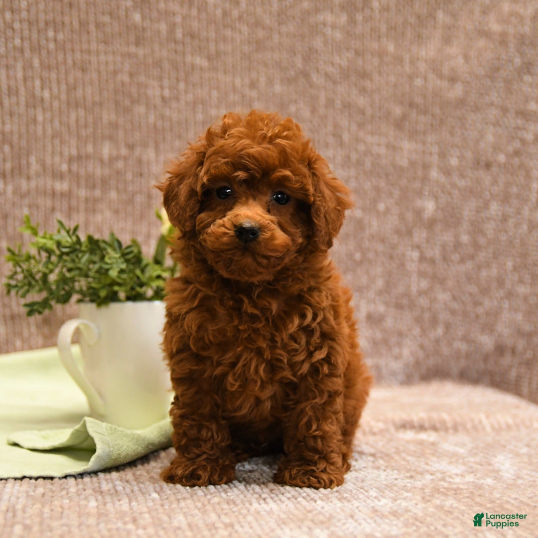Toy Poodle dogs for sale: Lucky - Ad 4