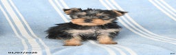 Yorkshire Terrier dogs for sale: Tammy - Ad 2