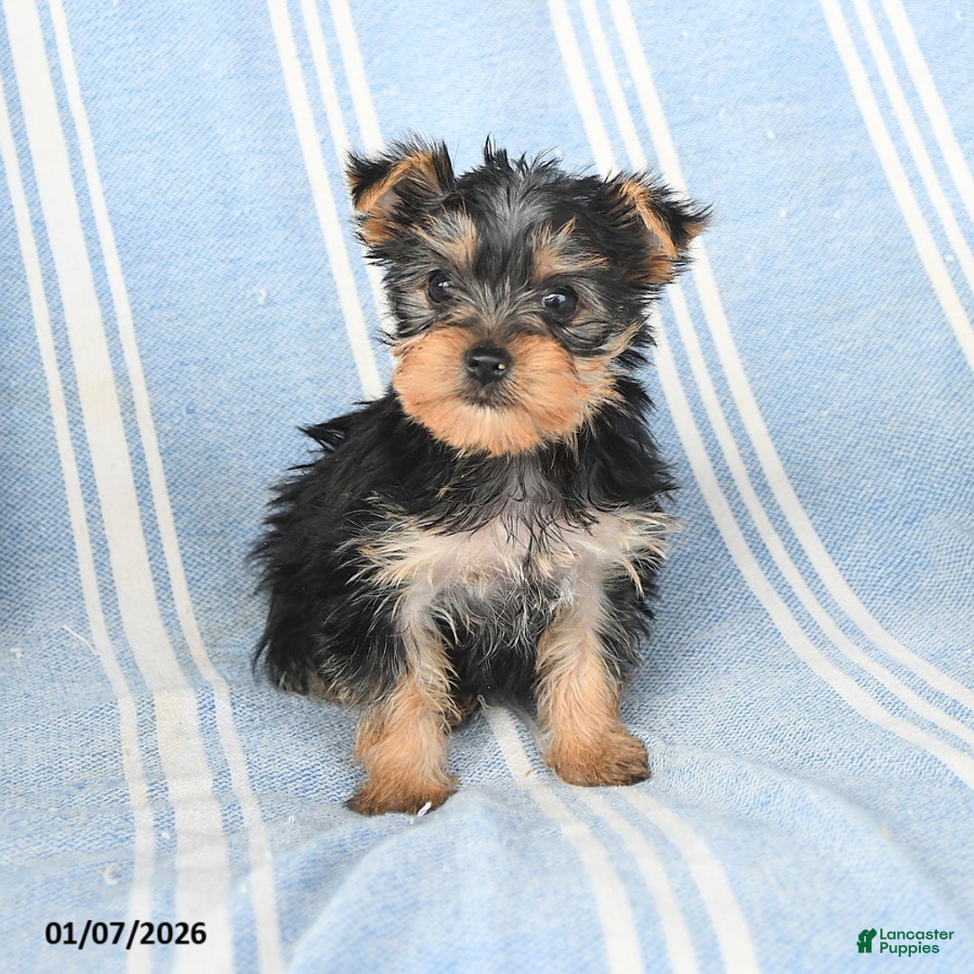Yorkshire Terrier dogs for sale: Tammy - Ad 2