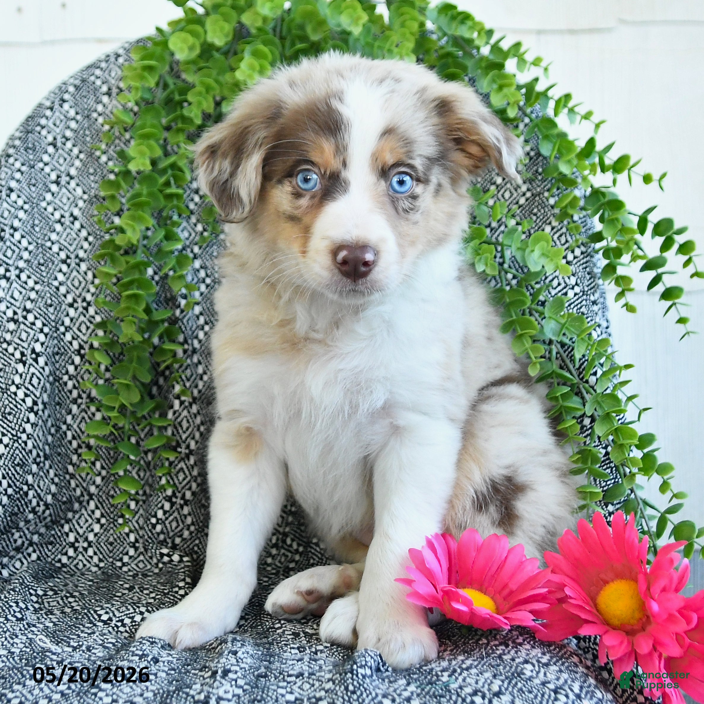 Border Collie dogs Rose  - Ad 2