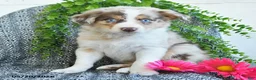 Border Collie dogs for sale: Rose  - Ad 2