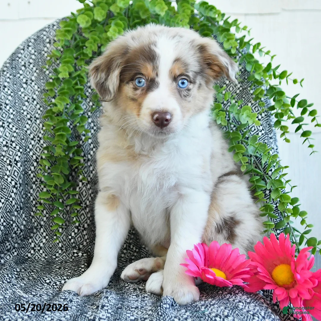 Border Collie dogs for sale: Rose  - Ad 2
