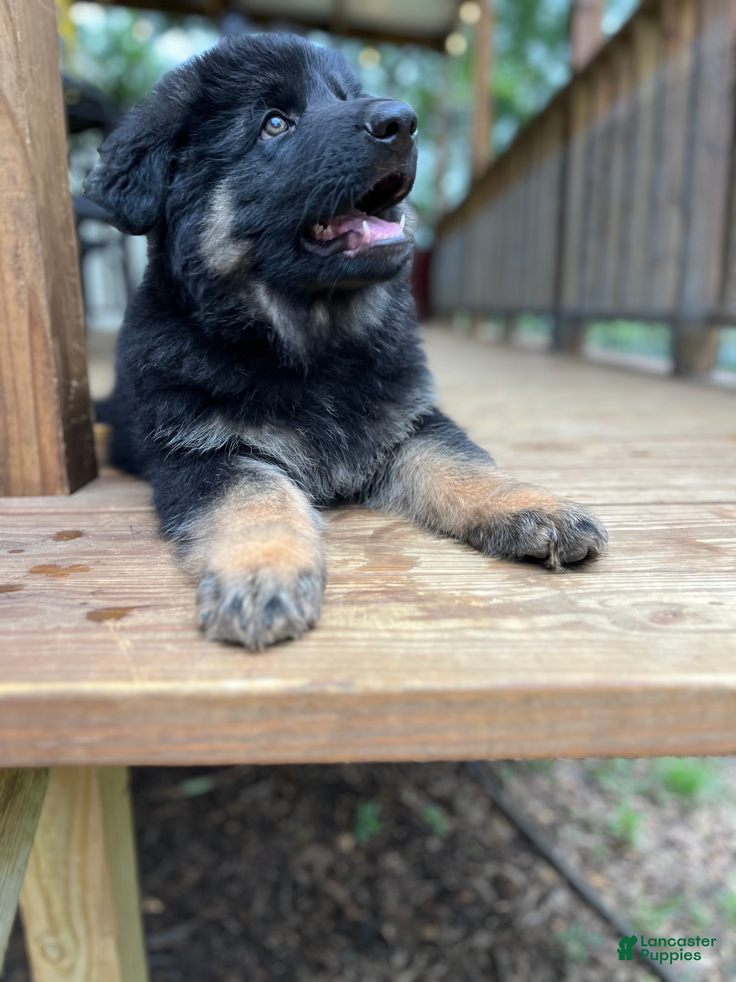 German Shepherd dogs German Shepherd Puppy 8 - Ad 16