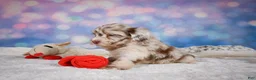 Mini Goldendoodle dogs for sale: Lucy - Ad 9