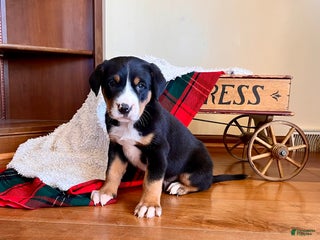 Greater Swiss Mountain Dog dogs Sarge❤️🎄AKC Hip Cert❤️Call 717-859-8731 - Ad 5
