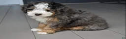 Mini Bernedoodle dogs for sale: Jax F1b - Ad 4