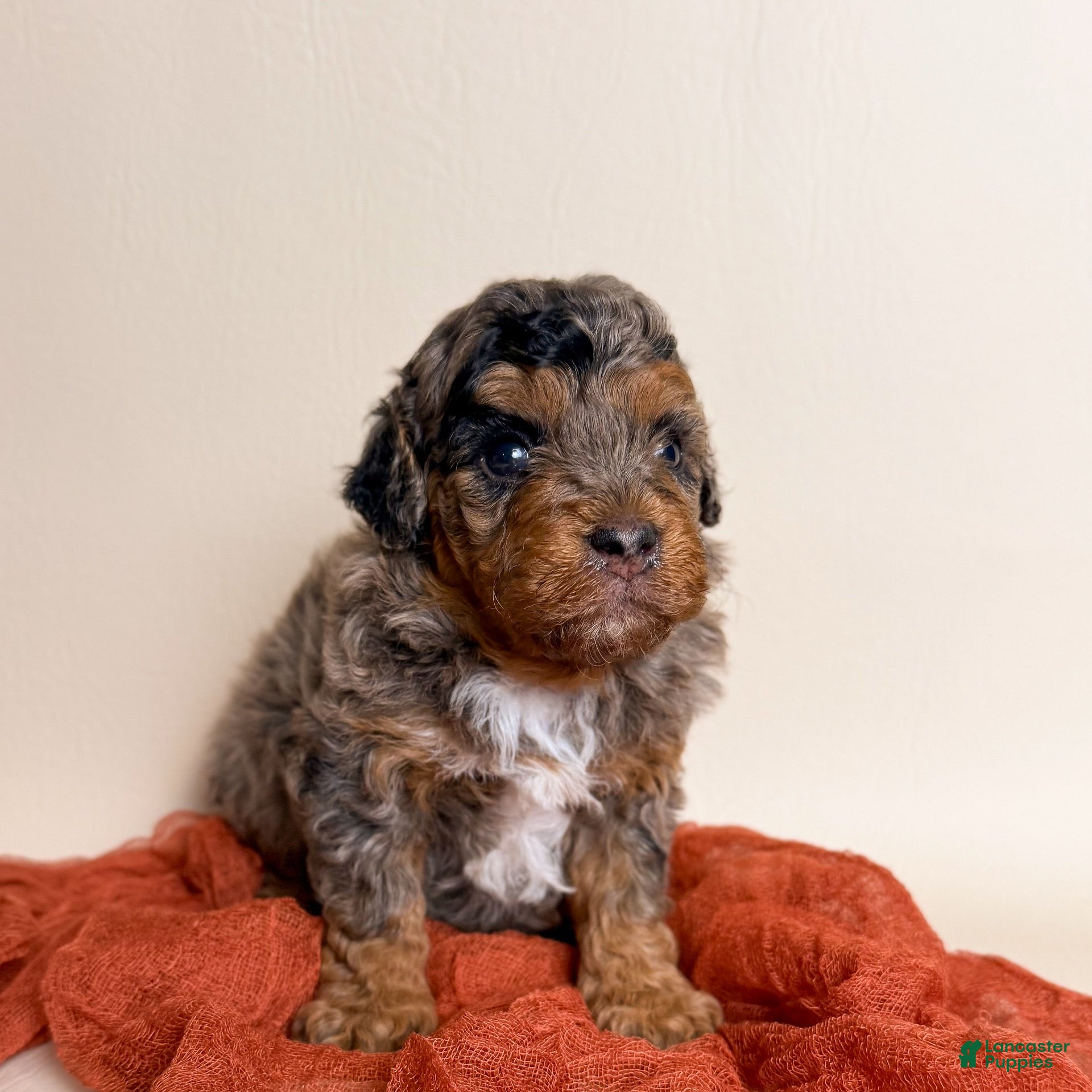 Miniature Poodle dogs Miniature Poodle 1 - Ad 1