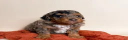 Miniature Poodle dogs for sale: Miniature Poodle 1 - Ad 1
