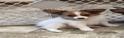 Papillon dogs for sale: Ricky - Ad 9