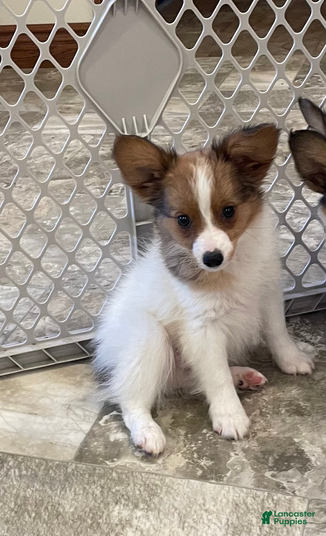 Papillon dogs for sale: Ricky - Ad 9