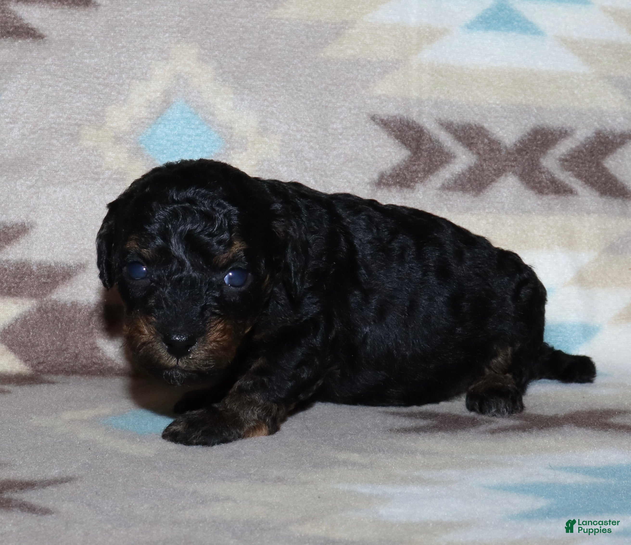 Toy Poodle dogs for sale: Reserved Summer’s phantom female - Ad 5
